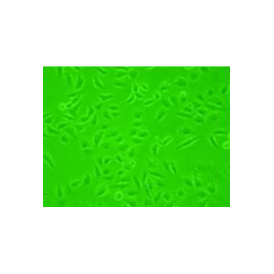 半导体涂层,伽马氧化铁,磁性三氧化二铁