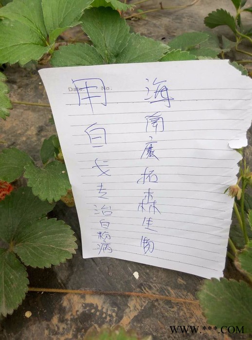 郑州康拓森嘧啶核苷类抗菌剂农药杀菌剂厂价白粉病杀菌剂白粉病防治药白戈白粉病专用杀菌剂批发图7