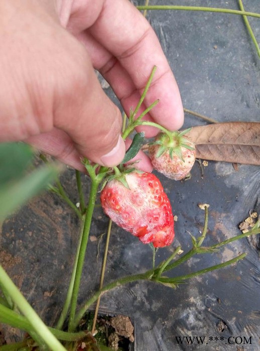 郑州康拓森嘧啶核苷类抗菌剂农药杀菌剂厂价白粉病杀菌剂白粉病防治药白戈白粉病专用杀菌剂批发图5